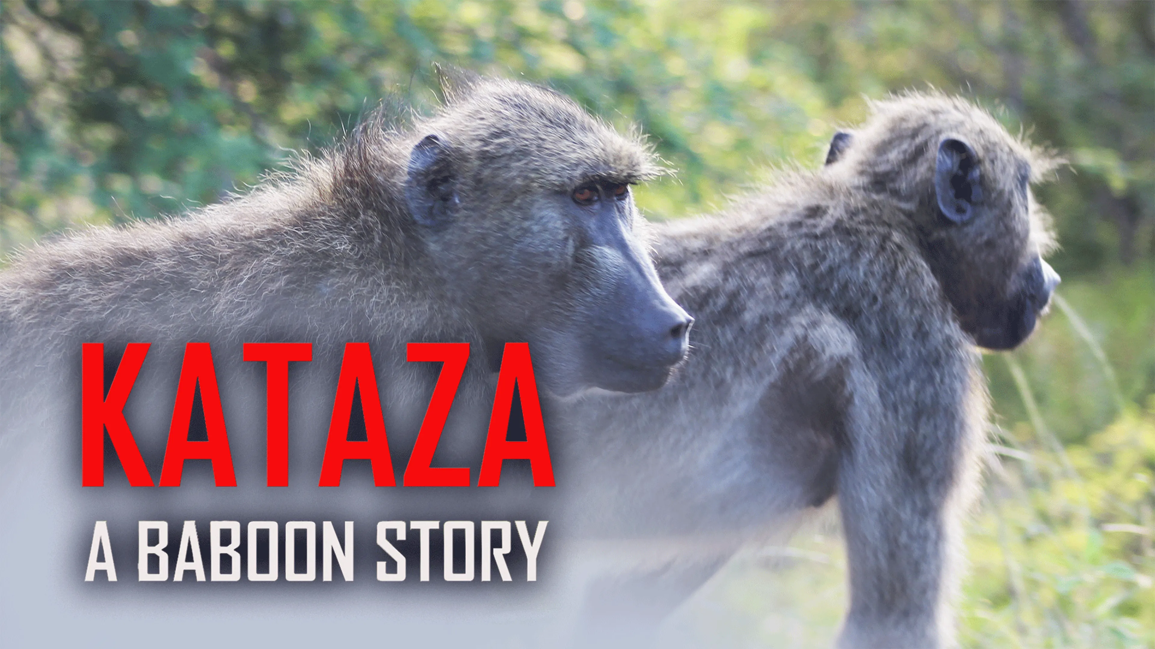 Kataza a Baboon Story poster